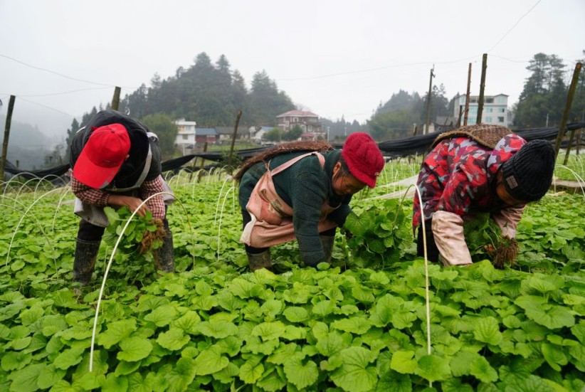 昭通威信：山葵移栽种植忙