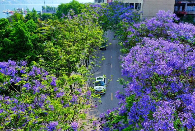 绥江千株蓝花楹醉了游客美了城