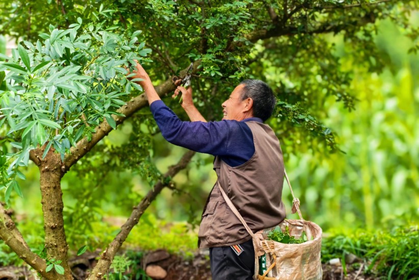 从“山间果”到“致富宝” 昭通花椒背后的产业密码是什么