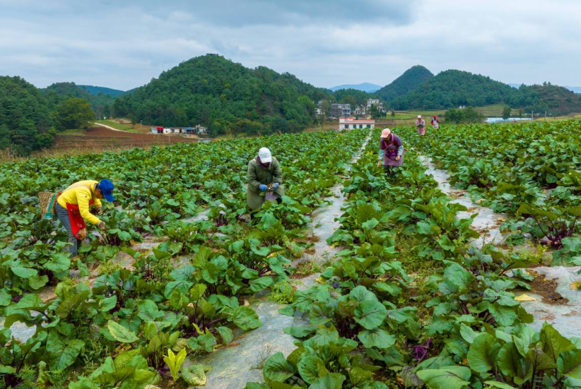 彝良龙街乡 2000余亩红菜薹丰收