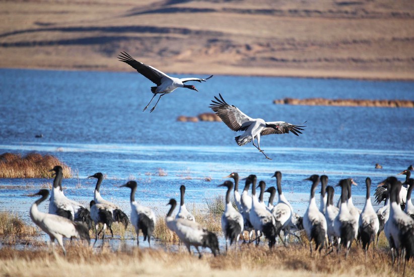 黑颈鹤大部队飞抵大山包栖息