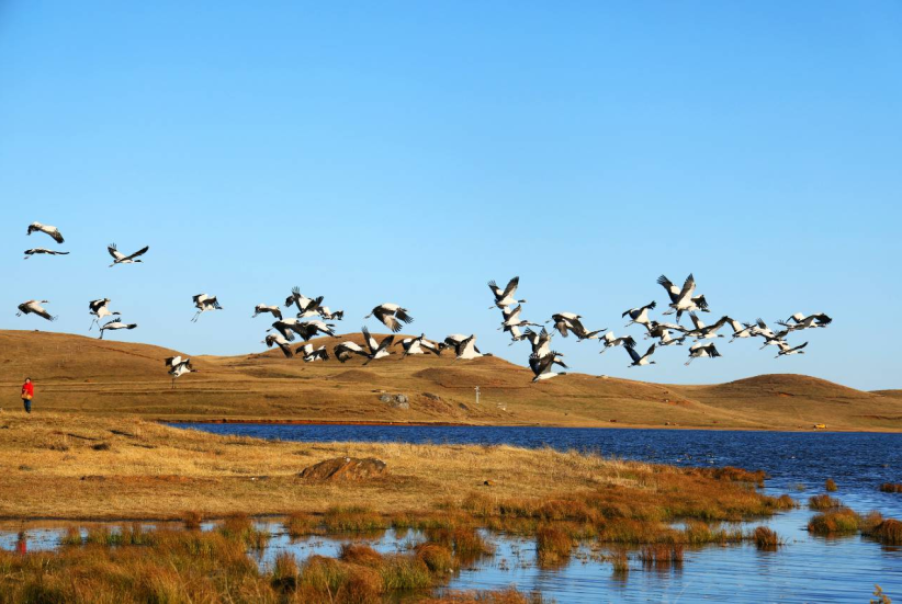 鹤乡晨曲：大山包生态密码